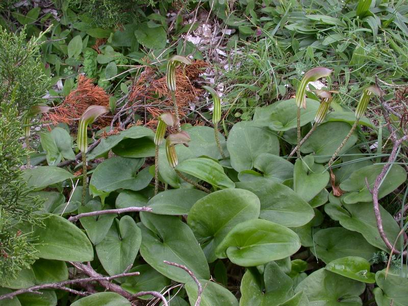 Arisarum vulgare / Arisaro comune
